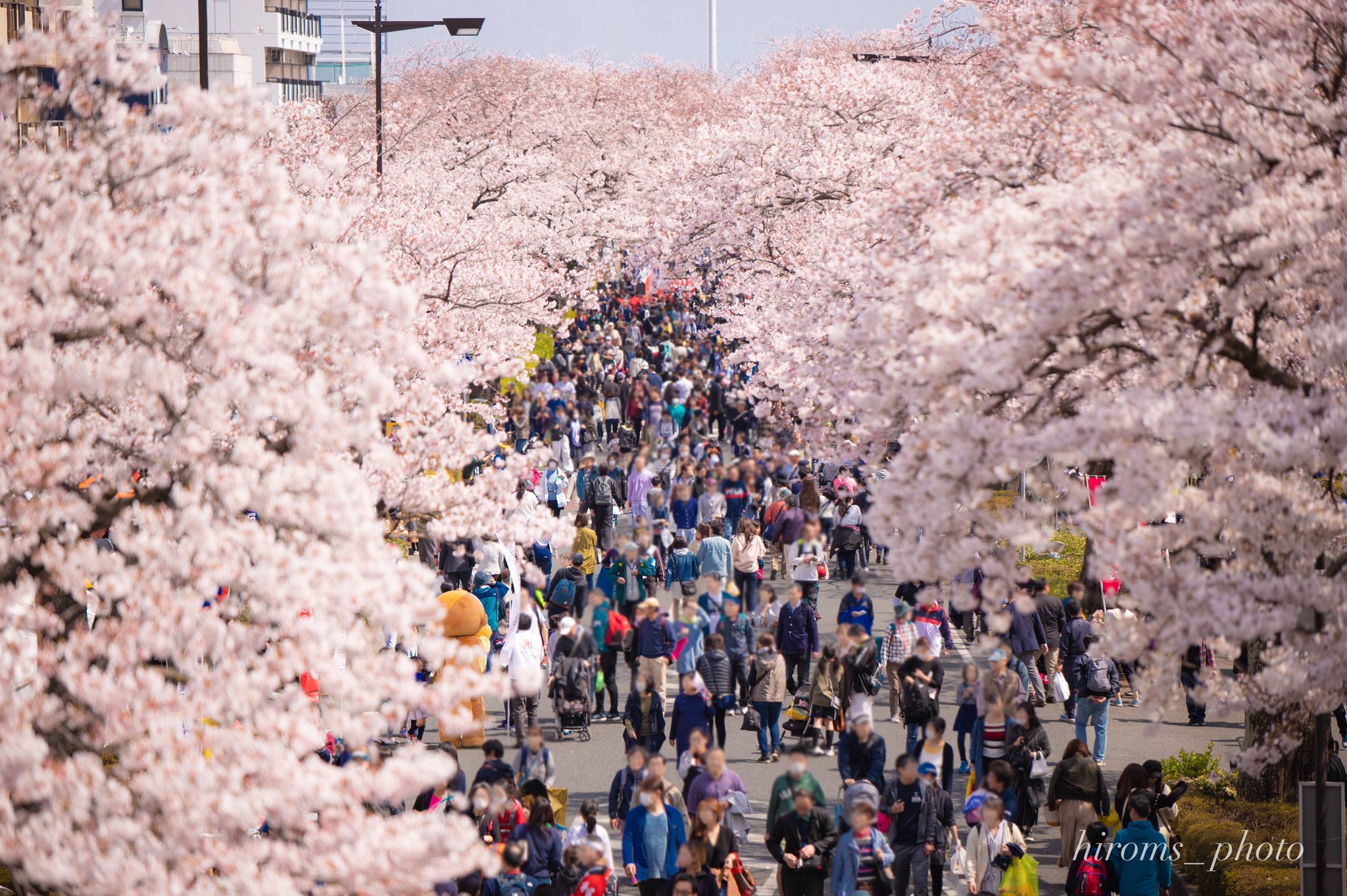 ララ子 桜と祭り はっぴ姿の背中が何かカッコよかったっス ﾟoﾟ 明日は遠出するので体力を温存すべくまったり家で現像ちう 日立さくらまつり 桜 ファインダー越しの私の世界 T Co 2397svjiid Twitter