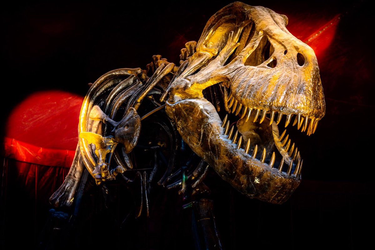 EntWorldQA's tweet photo. Dinosaurs in Qatar? Come visit our tent and take a leap back with our prehistoric animated behemoths. #ExperienceEwv https://t.co/TOE94Hbhf0