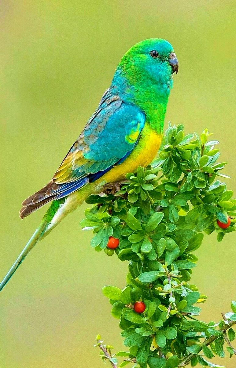 💚