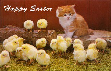 annafederica2's tweet photo. Happy Easter 🐣 Good Morning!
#happyeaster #happyeastersunday #happyeastereveryone #happyeasterday #happyeasterweekend #happyeastermonday #easter #happyeasters #happyeasteryall #cats #happyeastertoall #happyeastertome #love #happy #famil #buonapasqua #easterbunny #easter2019 https://t.co/gJQjP9HSfj