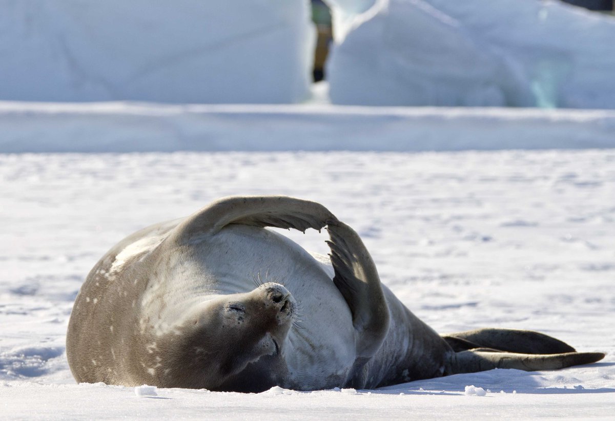 Wishing everyone a very relaxing #HappyEaster!
@AntarcticaNZ @UCNZ @pewenvironment @UNEnvironment @marinebrit @docgovtnz @MPI_NZ @boxfishresearch #RossSea #cute #WeddellSeal #AntarcticWildlife #MarineMammals #pinnipeds