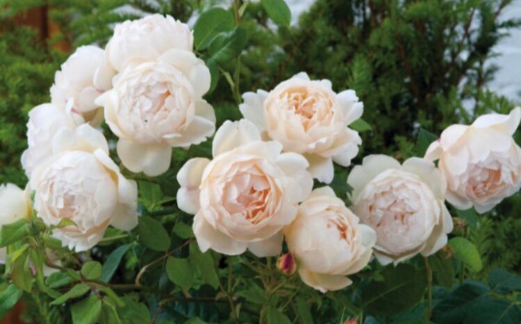 FabricLatest's tweet image. “Love is not love which alters when it alteration finds...it is an ever-fixed mark, that looks on tempests, and is never shaken;” 
Sonnet 116 #ShakespeareSunday
#EasterSunday #Easter #roses