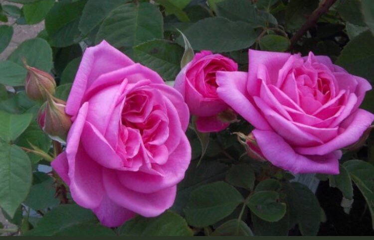 FabricLatest's tweet image. “Love is not love which alters when it alteration finds...it is an ever-fixed mark, that looks on tempests, and is never shaken;” 
Sonnet 116 #ShakespeareSunday
#EasterSunday #Easter #roses