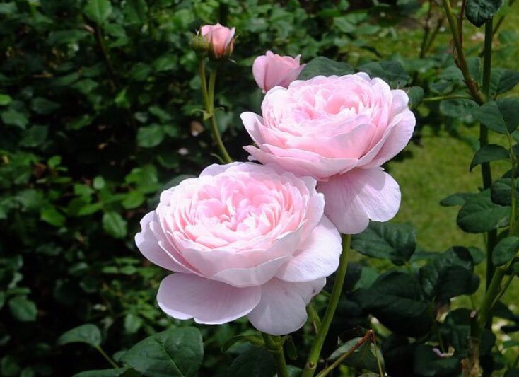 FabricLatest's tweet image. “Love is not love which alters when it alteration finds...it is an ever-fixed mark, that looks on tempests, and is never shaken;” 
Sonnet 116 #ShakespeareSunday
#EasterSunday #Easter #roses