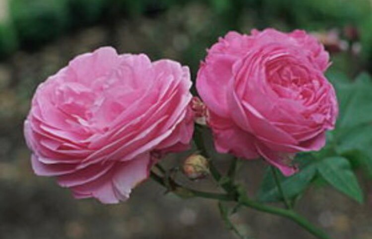 FabricLatest's tweet image. “Love is not love which alters when it alteration finds...it is an ever-fixed mark, that looks on tempests, and is never shaken;” 
Sonnet 116 #ShakespeareSunday
#EasterSunday #Easter #roses