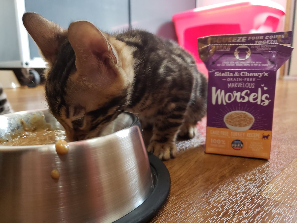 #gulfcoastpets visited #cosmicbengal kitties this weekend. The #kittens loved the new <a href="/stellaandchewys/">Stella & Chewy's</a> morsels. #meow #SundayMotivation #easter #catslife