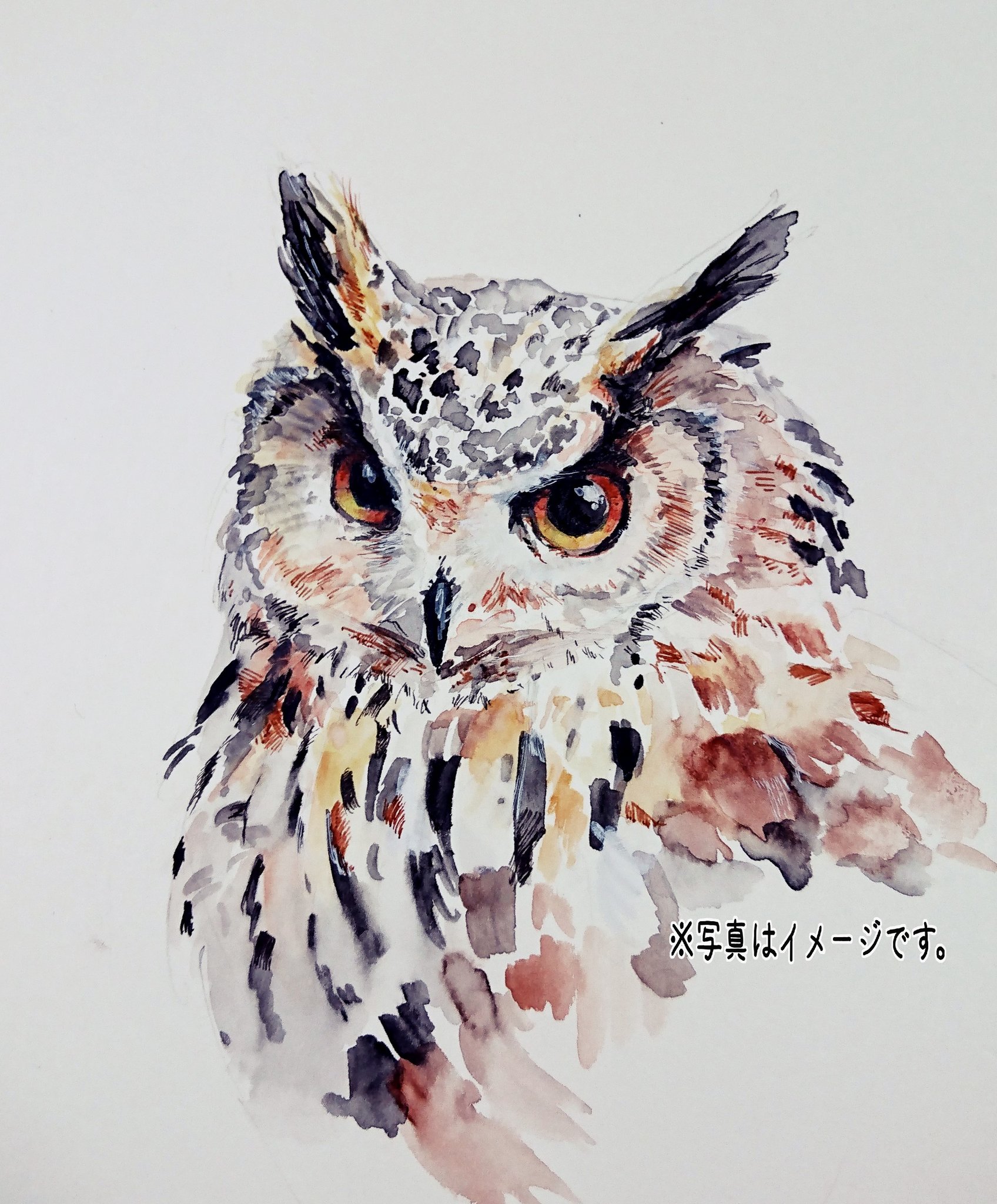 眠い人 水彩画 ミミズク イラスト 久しぶりにミミズク描いてみました 眠い人 水彩画 ミミズク イラスト 久しぶりにミミズク描いてみました