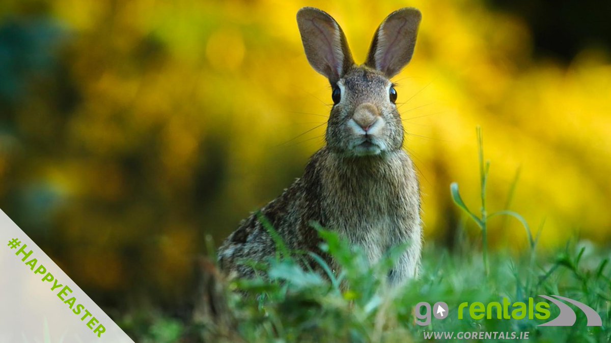 go_rentals's tweet photo. #HappyEaster to all our lovely customers from the team at @go_rentals #Easter https://t.co/kz2IqTgU7Q