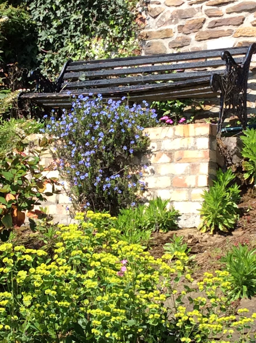 My #garden sings the blues...#camassia #iris #bluebells #lithadora #springcolour #aprilgardens