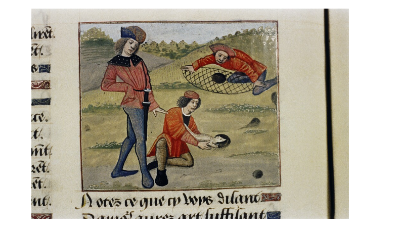 Men releasing a ferret into a warren in order to chase out a rabbit into a net.