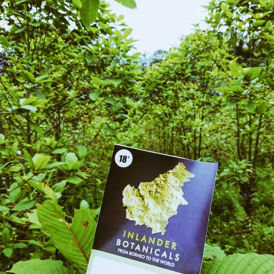 InlanderB's tweet image. Our plantation of kratom in Kapuas Hulu, West Borneo, Indonesia
#kratom #kapuashulu #westborneo #kalbar
