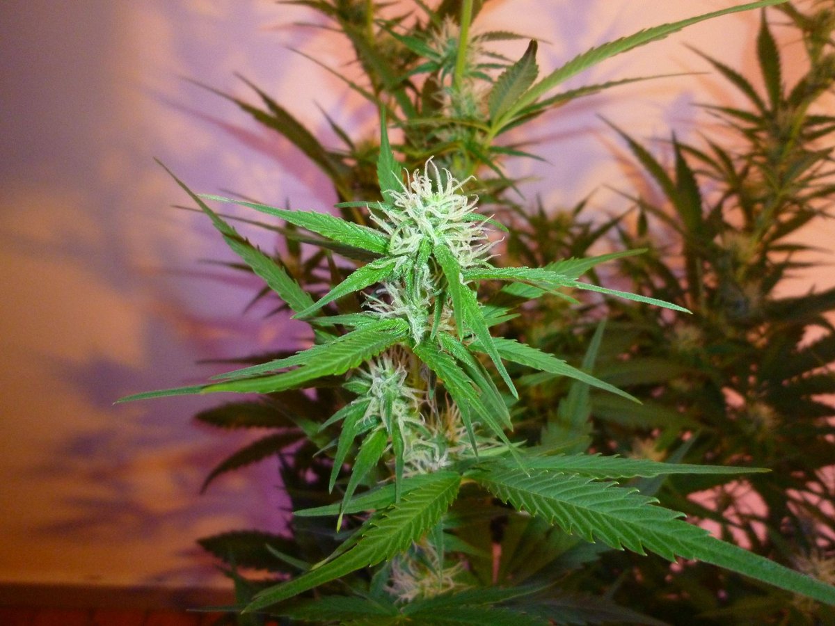 StephandjoG's tweet photo. #akfullauto from @SumoSeeds
Flowering day 55.
Buds are coming along pretty nicely π
Full diary : https://t.co/bQetII4sLv
#growdiaries #growdiary #ledgrowlights #cannabiscommunity #weedgrower #weed #biobizz #sumoseeds #autoflo #autoflowering #advancednutrients https://t.co/aloa8sh9Pl