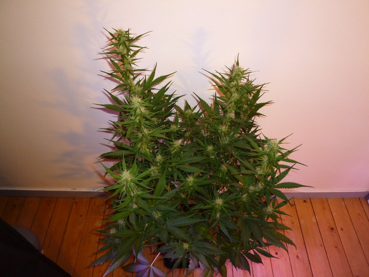 StephandjoG's tweet photo. #akfullauto from @SumoSeeds
Flowering day 55.
Buds are coming along pretty nicely π
Full diary : https://t.co/bQetII4sLv
#growdiaries #growdiary #ledgrowlights #cannabiscommunity #weedgrower #weed #biobizz #sumoseeds #autoflo #autoflowering #advancednutrients https://t.co/aloa8sh9Pl