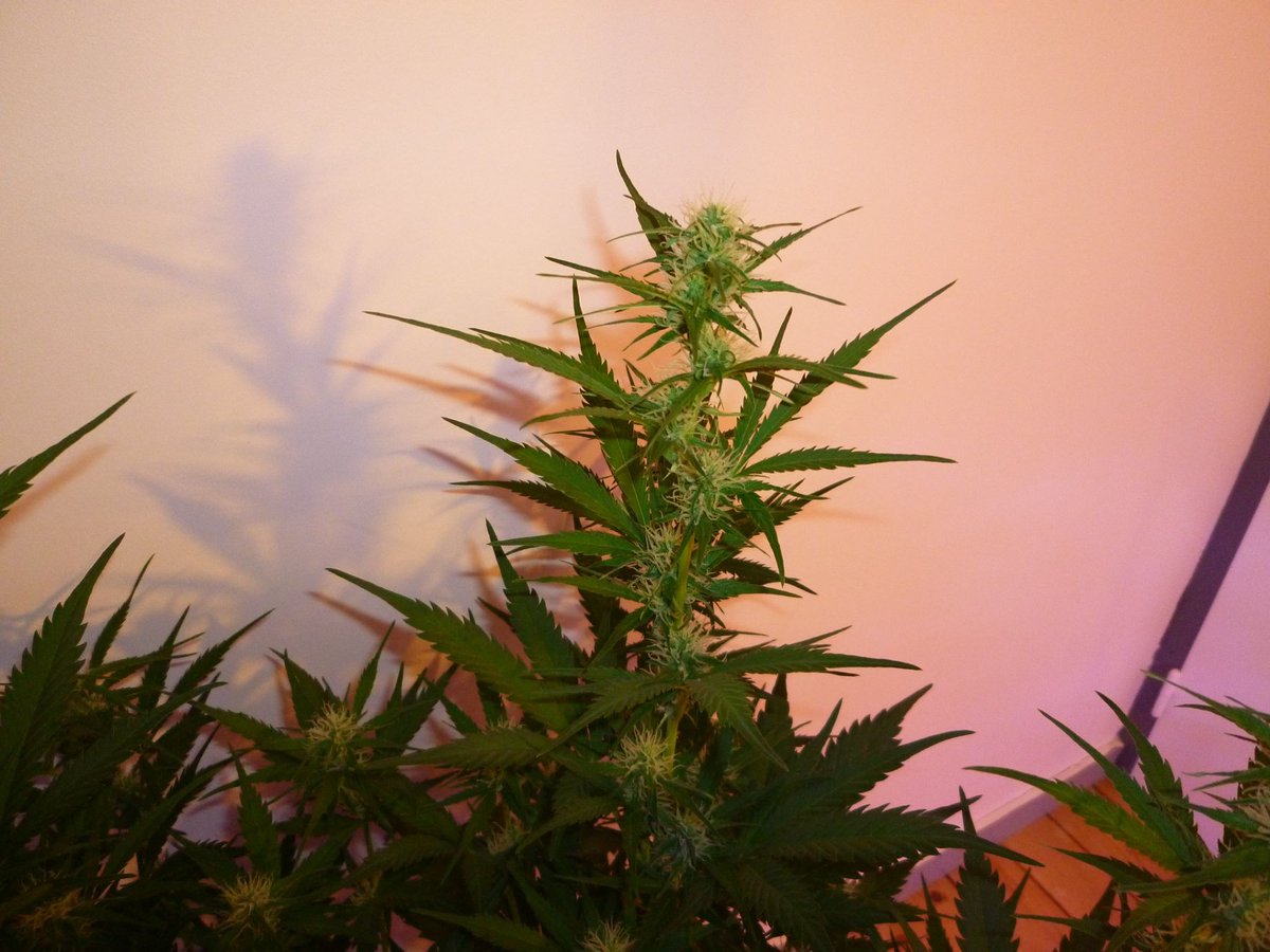 StephandjoG's tweet photo. #akfullauto from @SumoSeeds
Flowering day 55.
Buds are coming along pretty nicely π
Full diary : https://t.co/bQetII4sLv
#growdiaries #growdiary #ledgrowlights #cannabiscommunity #weedgrower #weed #biobizz #sumoseeds #autoflo #autoflowering #advancednutrients https://t.co/aloa8sh9Pl