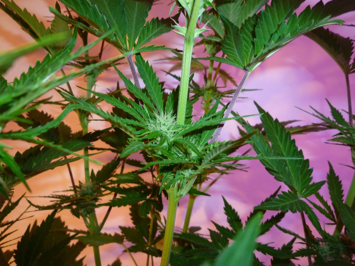 StephandjoG's tweet photo. #bluedreammatic from @Fast_Buds
Pretty happy for that first run with auto π
#growdiaries #growdiary #ledgrowlights #cannabiscommunity #weedgrower #weed #biobizz #autoflo #autoflowering #fastbuds #advancednutrients #growyourown https://t.co/6iKkQyrgq2