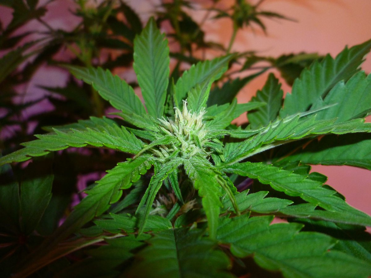 StephandjoG's tweet photo. #bluedreammatic from @Fast_Buds
Pretty happy for that first run with auto π
#growdiaries #growdiary #ledgrowlights #cannabiscommunity #weedgrower #weed #biobizz #autoflo #autoflowering #fastbuds #advancednutrients #growyourown https://t.co/6iKkQyrgq2