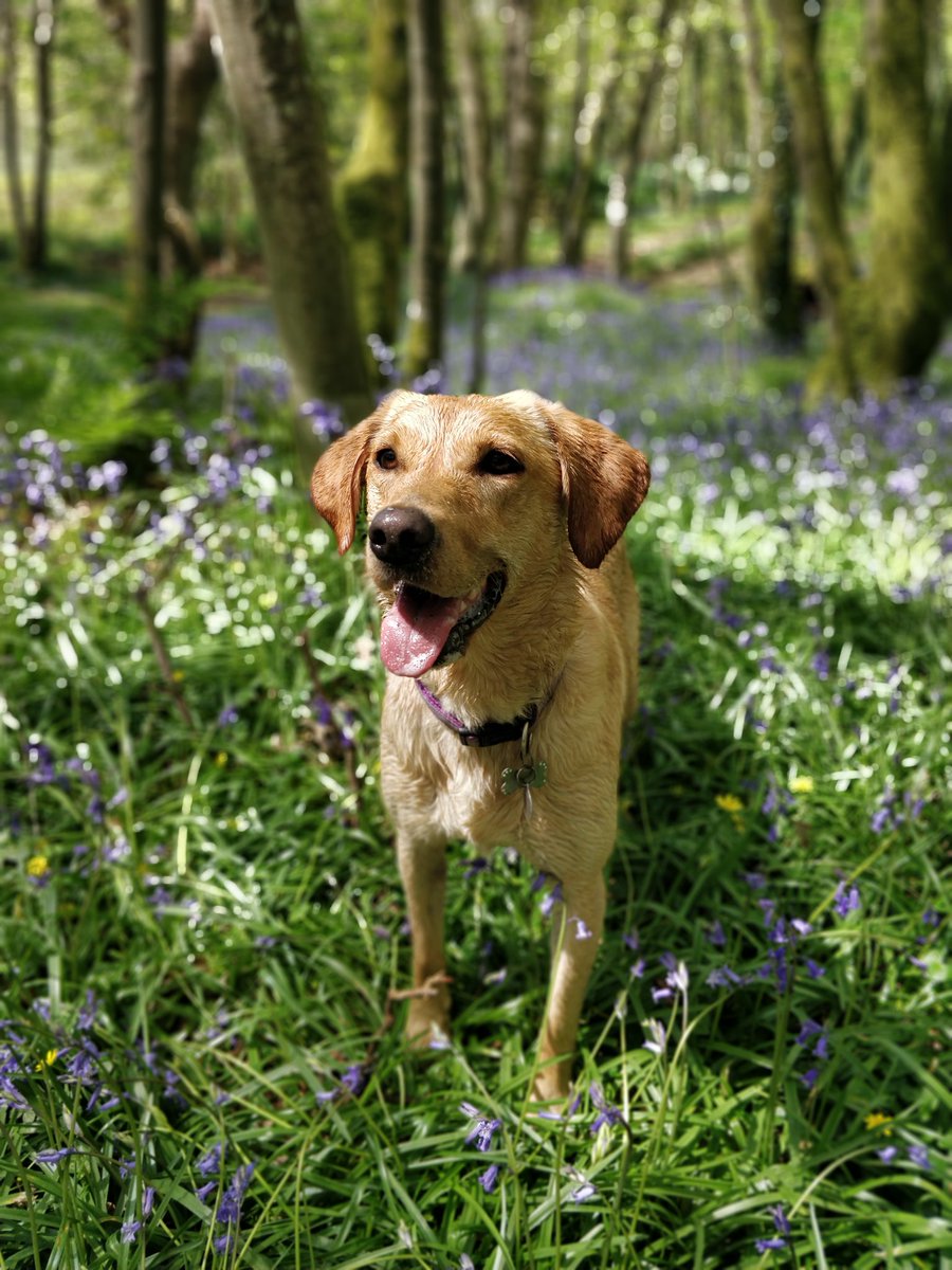 DogKbt's tweet photo. Walk in the woods #dog #bluebells @cornwall4dogs @dog_feelings https://t.co/waCSAry4Jl