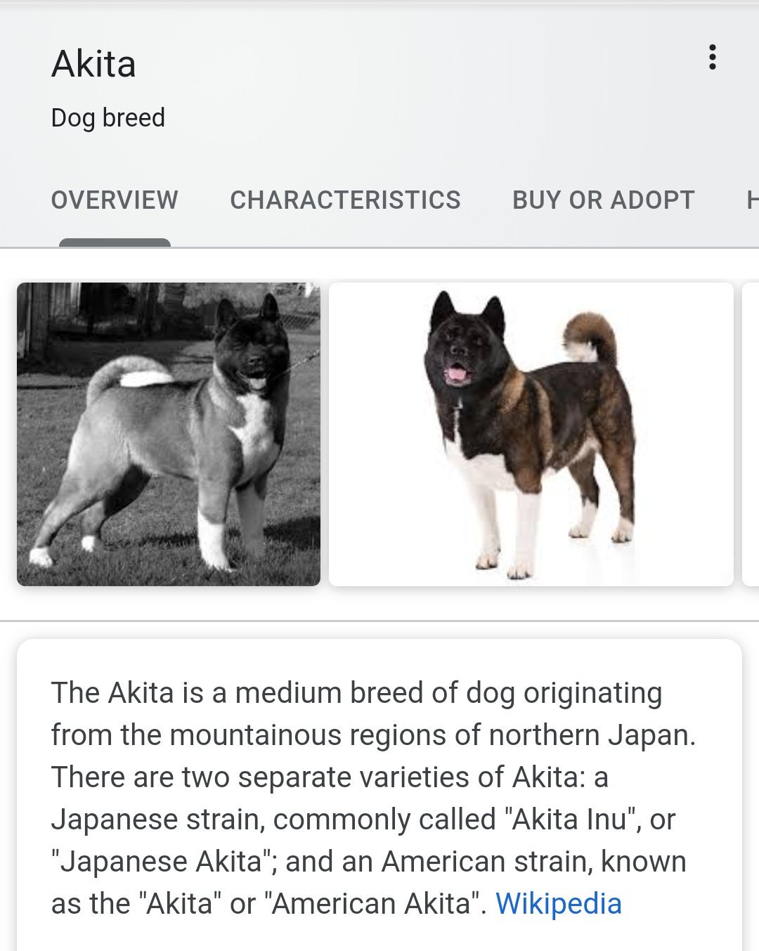 A Large Dog Breed From The Mountainous Regions Of Japan