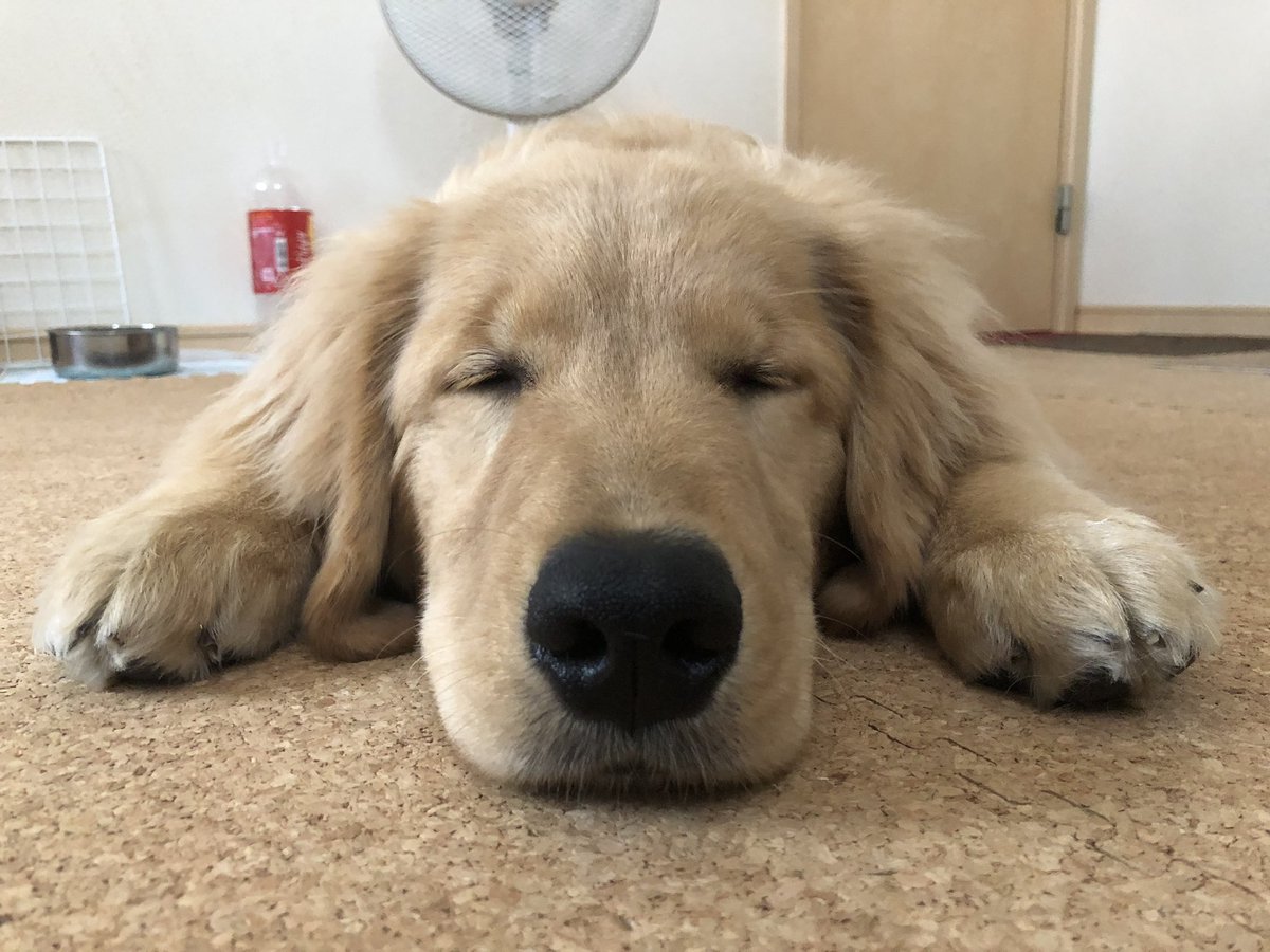738Lucy's tweet photo. Lucyは別部屋でお昼寝中😴

ルーシーねぇね いないと寂しいな〰️🐶
つまらないな😞
なんだか眠くなってきちゃった💤💤💤

こんな顔されたらキュンキュンしちゃいます💕
可愛い❤️（親バカですw） https://t.co/DUVjWIKB7F