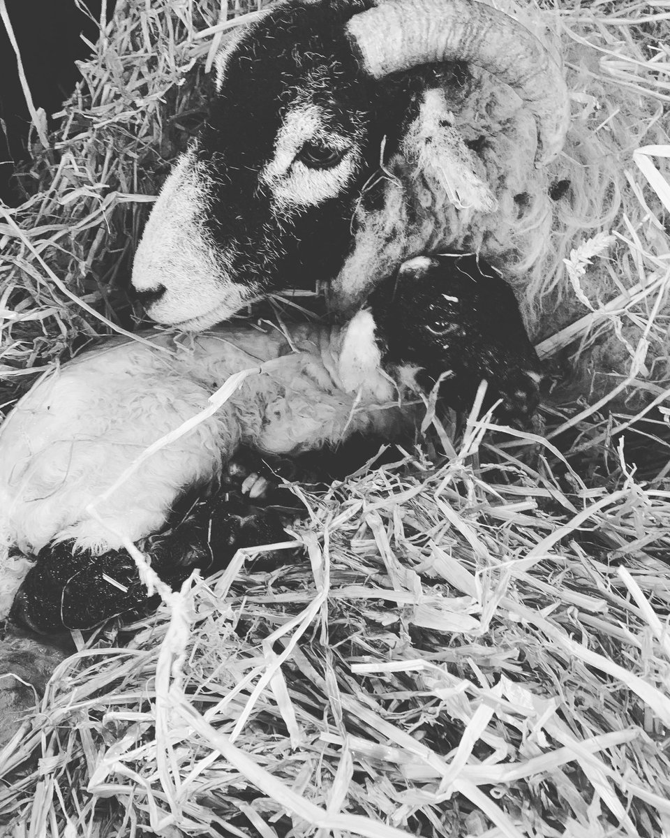 BainbridgeVets's tweet photo. Happy Easter from all of us @BainbridgeVets and from the first lambing of Easter Sunday morning #teamsheep #lambing2019 #yoursheepvetcanhelp https://t.co/lamXoNF7Af