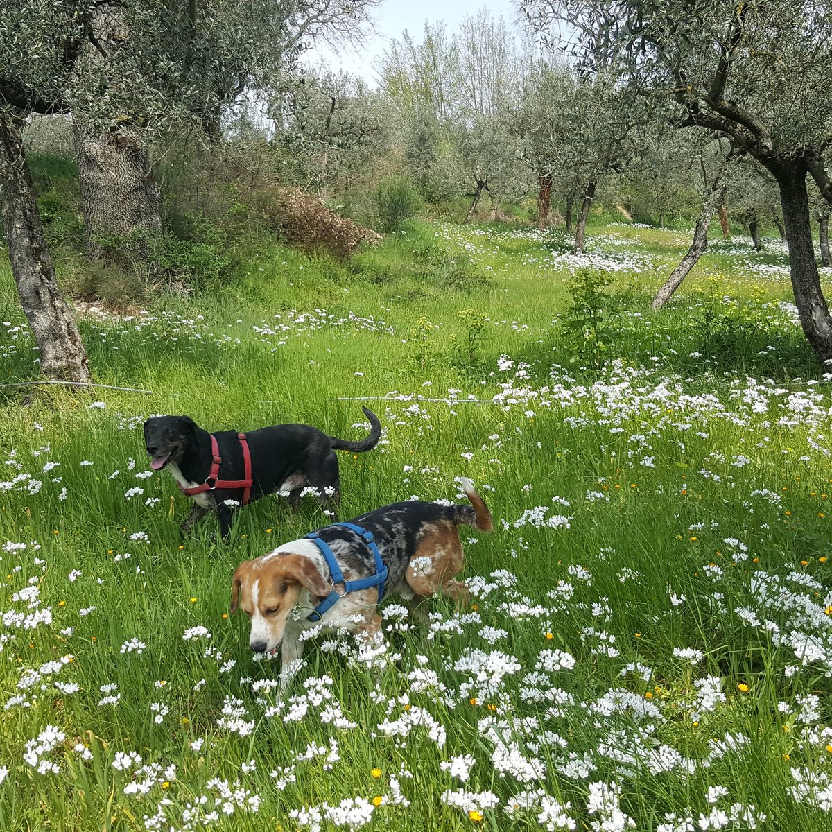 @FedericaRaviele Benvenuta tra i miei olivi in #Spello 

#olivetreelads #olivetree #olivi  #curadelterritorio #assisi #Umbria #fasciaolivata #oliveti  #slowtourism  #visitumbria #umbria #slowlife #slowtour #umbriastyle #camminiitaliani #organictravel #visitumbria #biologico