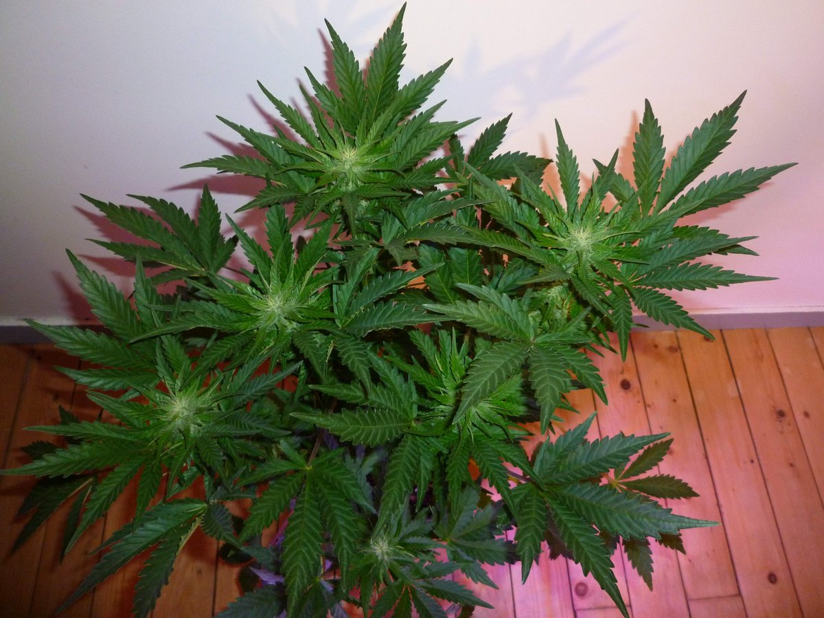 StephandjoG's tweet photo. #lemonak from @Fast_Buds
Flowering day 53.
Buds are already pretty cool π
Full diary : https://t.co/BAZ71pIlLk
#growdiaries #ledgrowlights #cannabiscommunity #weedgrower #weed #biobizz #autoflo #autoflowering #fastbuds #advancednutrients #growyourown https://t.co/k69nx6sOWp