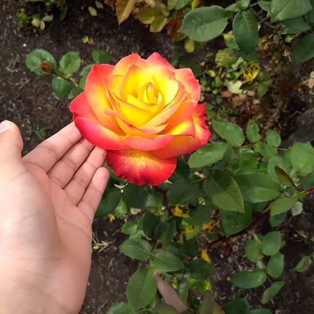 1DoctorGenius's tweet photo. A beautiful rose https://t.co/3OWOl5Fi0k https://t.co/tZBHrxWJrE