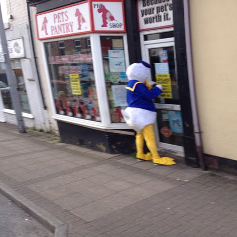 Leyland_Rotary's tweet photo. Rotaduck's trying to get into Pets Pantry, oh heck, it's closed -now Rotaduck's in tears - again! https://t.co/PkbnRg2hJw