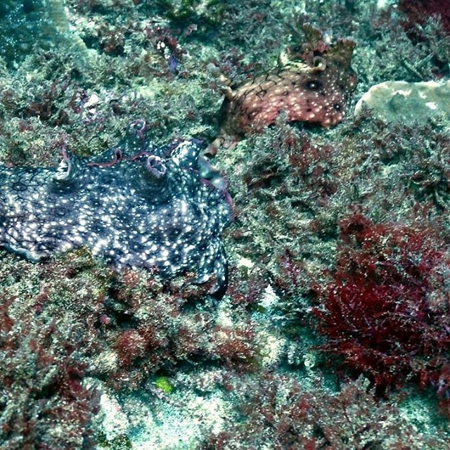 HarleybirdC's tweet photo. All the little things underwater... highly recommend Prodive Lord Howe
#padiscubadiver #lordhoweisland #lordhoweislandtourism #prodivelordhowe https://t.co/dC595Rq4c7