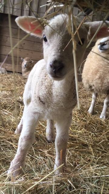 Come  &amp; join us in an Easter celebration for all the family.. see our latest arrivals, help with hands on farm activities, fun and games for the kids, BBQ lunch and more <a href="/loveandover/">Love Andover</a> <a href="/AndoverUK/">Andover UK</a>