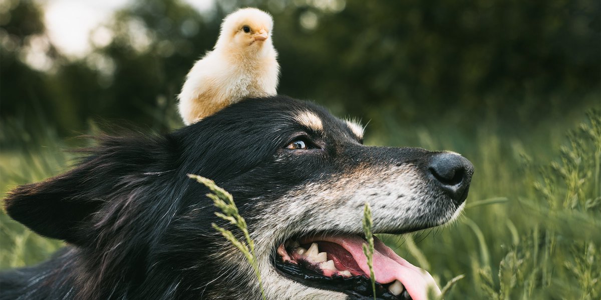 Best in Show tweet media