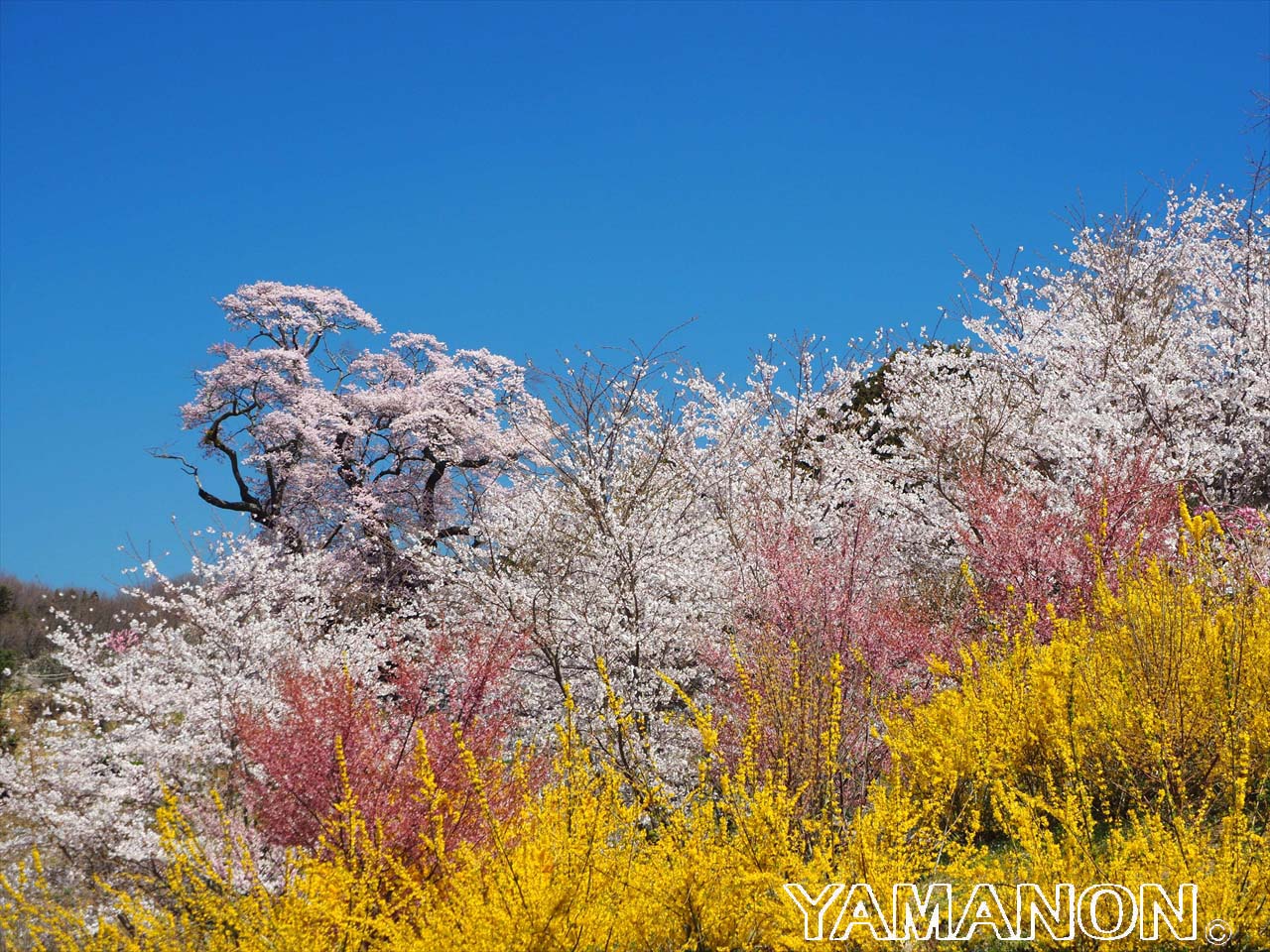 塩ノ崎の大桜 4 18 ぴんぼけ日記 塩ノ崎の大桜 4 18 ぴんぼけ日記