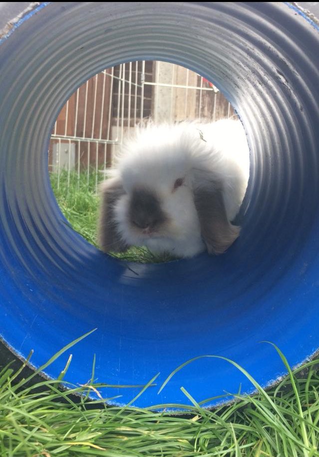On behalf of us all here at Rabbit Rescue, Billy would like to wish everyone a HOPPY EASTER 🐣 May your day be filled with lots of yummy treats! #happyeaster #eastersunday #adoptdontshop #rabbitrescue #worcestershire