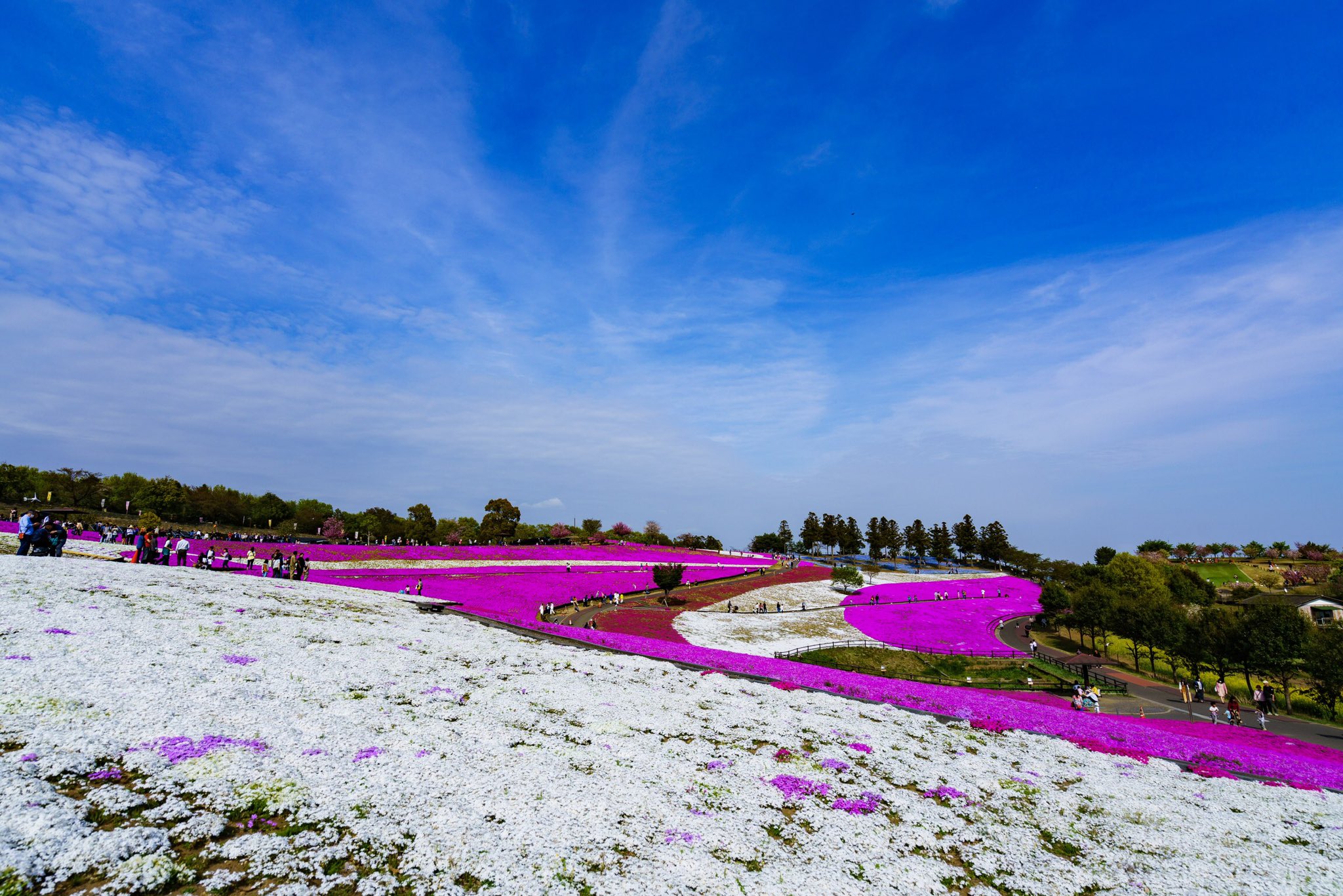 ヒロユキ 八王子山公園の芝桜 群馬県太田市 4 21撮 八王子山公園 芝桜 おおた芝桜まつり T Co Bapqjelcph Twitter