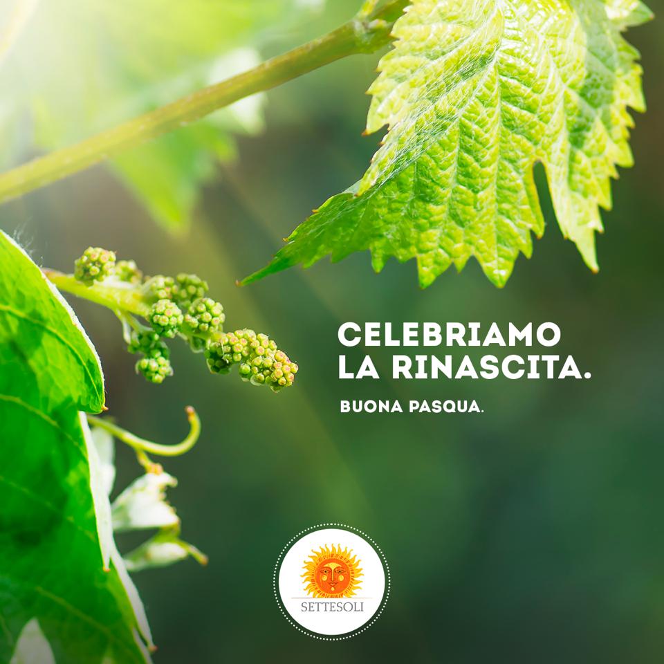 Settesoli tweet media