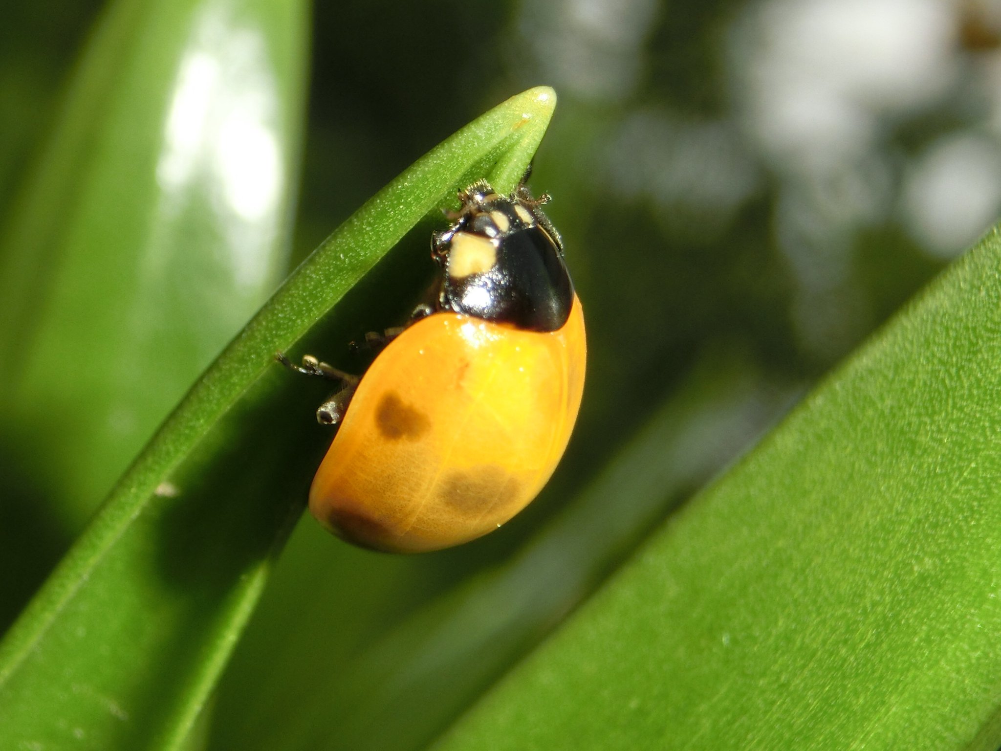 風信子 かのこ 羽化したばかりのテントウムシ ナナホシテントウかな まだ脱皮殻も残ってました 昆虫 テントウムシ T Co V0h6mo2ctn Twitter