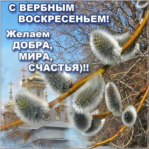 Настоящий друг, прикольные картинки с наступающим вербным воскресеньем