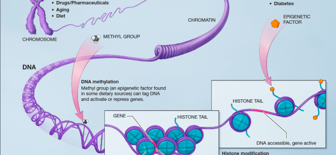 Innovation2's tweet image. Cracking the code to regenerate plant tissues #epigenetics #plantregeneration #TokyoTech_en #clonalplants #globalfoodshortage innovationtoronto.com/2019/04/cracki…