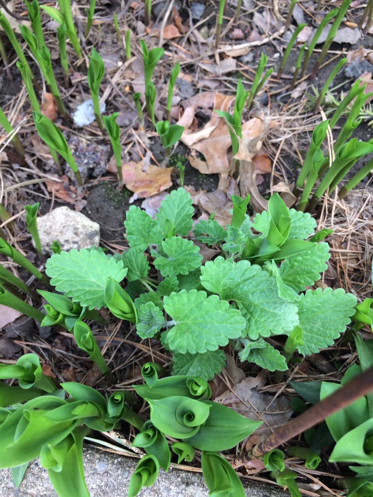 CrackForKitty's tweet image. Signs of spring in catnip land. Happy Easter Everyone 😺 #catnip #CrackForKitty #organiccatnip