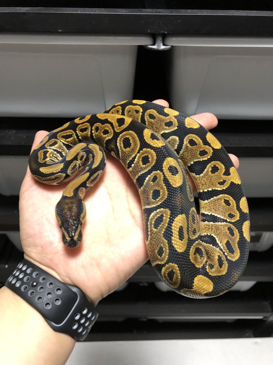 Ari Vbp Nr Mandarin はスーパー体やばいなあ 左から時計回りに スーパーマンダリン マンダリン スパイダー スーパーマンダリンスパイダー 世界初コンボまだまだ狙えるモルフです シングル 販売してます Ari Vbp Nr Mandarin はスーパー体やばいなあ 左から時計回りに スーパーマンダリン マンダリン スパイダー スーパーマンダリンスパイダー 世界初コンボまだまだ狙えるモルフです シングル 販売してます