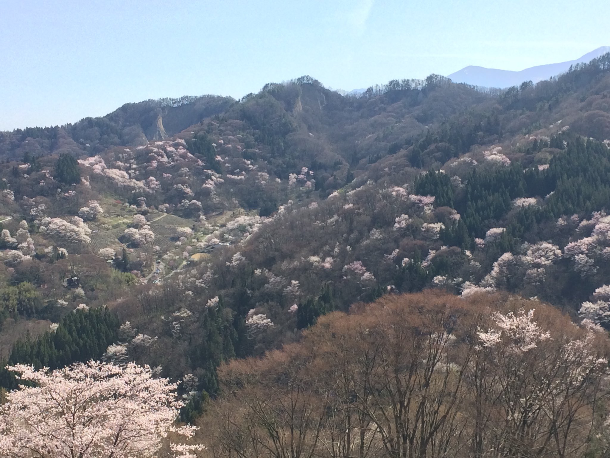 Hassy25 Nagano 池田町 陸郷の山桜 桜仙峡 として観光prしているらしい 池田町 桜仙峡 陸郷桜仙峡 T Co Lmug6lrxtw Twitter