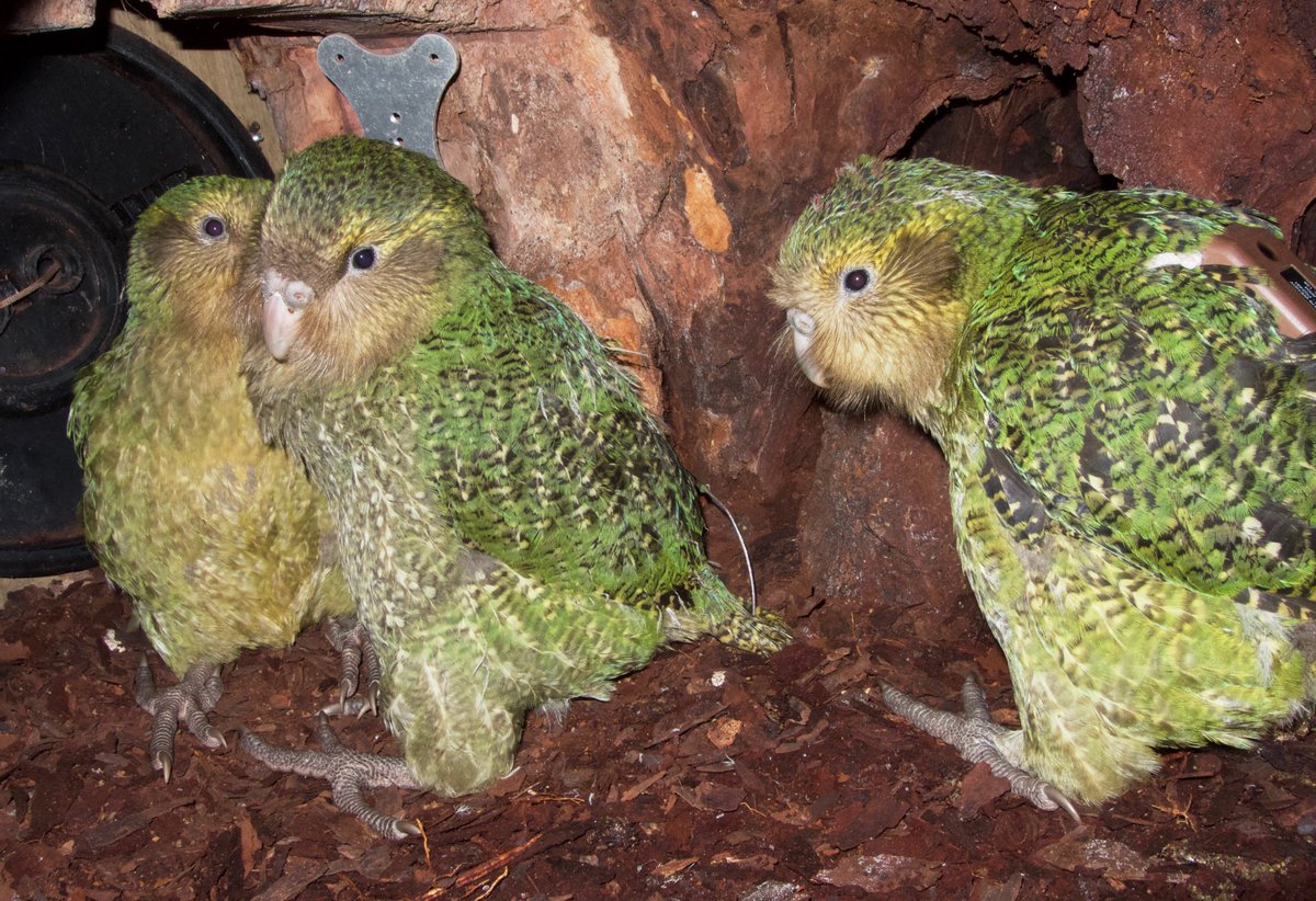 Three 50 day old kākāpō chicks in a nest