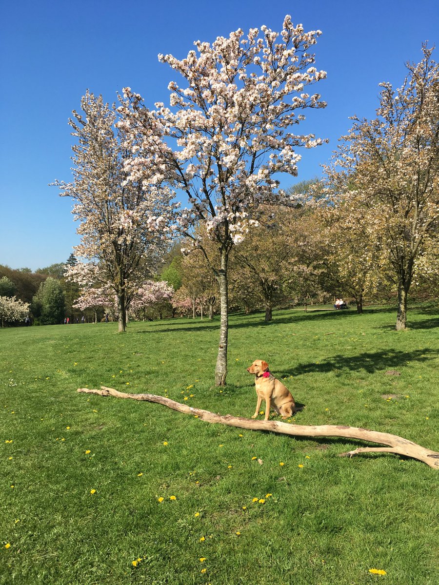 barleylabrador's tweet image. Today’s #stick #bluesky and #Blossom