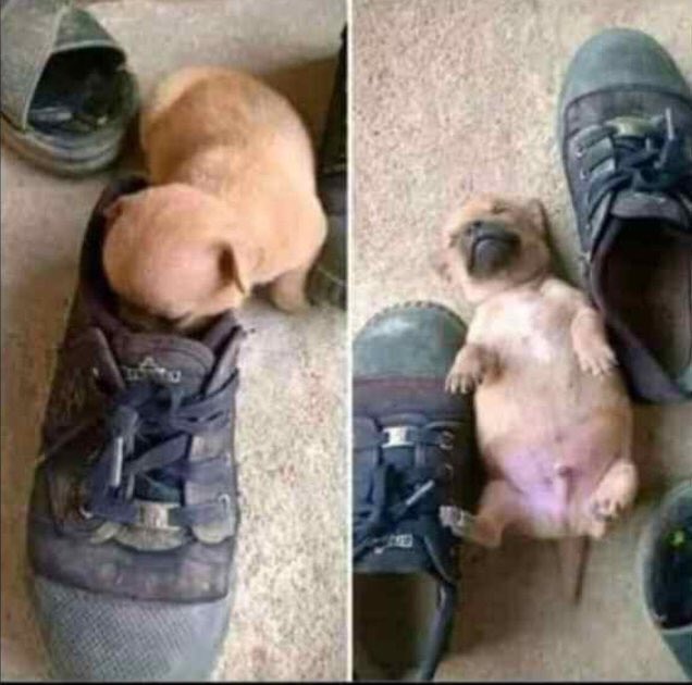 austine_am's tweet image. When Ole given the job, and trying to step into Ferguson’s shoes 🤣 #OleOut