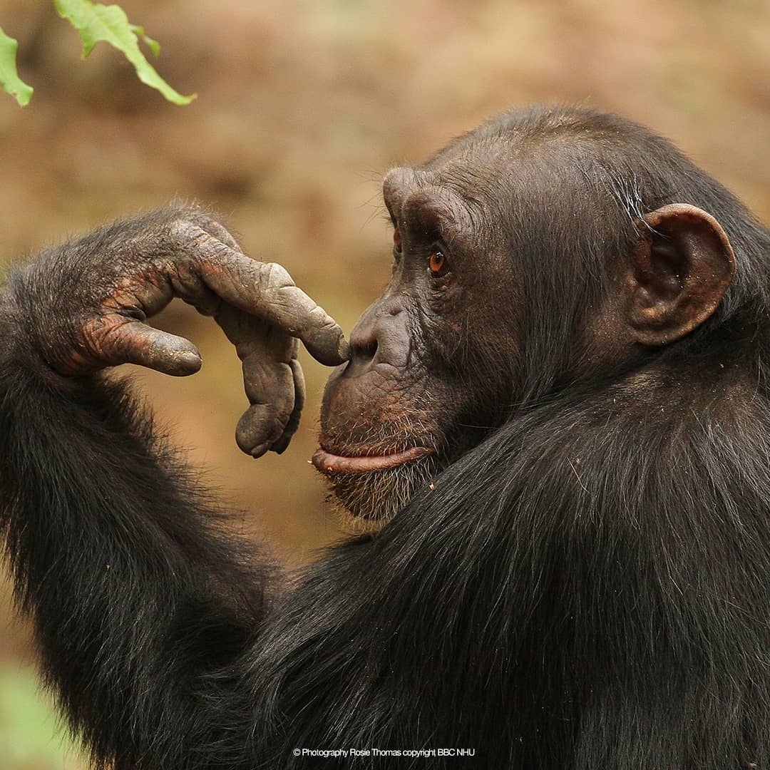 Chimp произношение