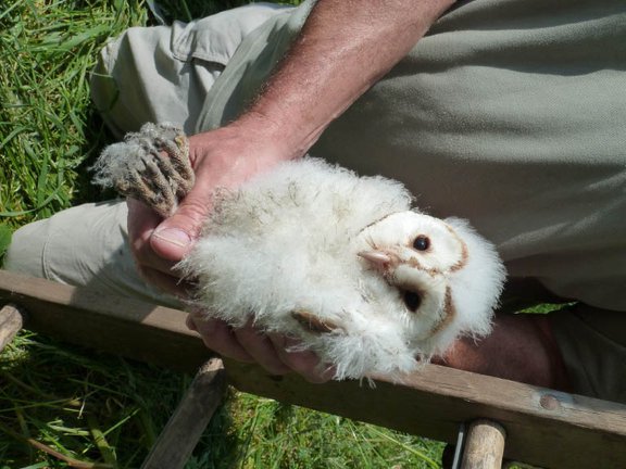 Puffins back <a href="/Bempton_Cliffs/">RSPB Bempton Cliffs</a>  Swallows returned -  a month or two's wait for chicks.  Best news, our resident Barn Owl at High Barn has laid her first egg of the year . Hopefully to hatch &amp; grow like the owlets in previous years <a href="/premiercottages/">Premier Cottages</a> <a href="/BarnOwlTrust/">Barn Owl Trust</a> <a href="/VisitYorksWolds/">Visit The Yorkshire Wolds</a>