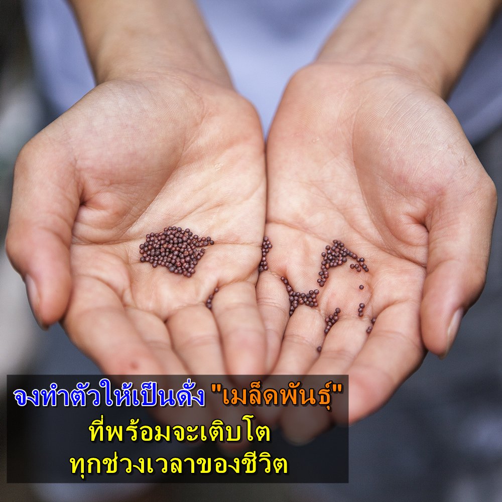 พ่อค้า หน้ากลม on Twitter: พ่อค้า หน้ากลม On Twitter: