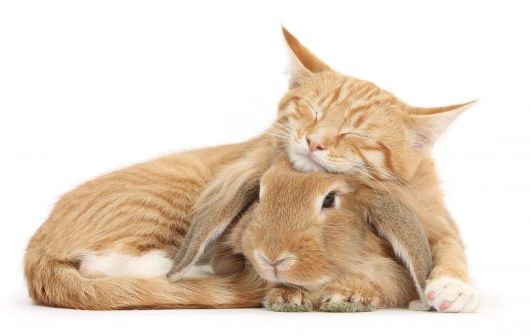 CatCareService's tweet photo. Desejamos uma Páscoa com muita harmonia e leveza pra todos que acolhem e cuidam da natureza e dos nossos grandes mestres animais 🙏🐰🐱🌸🐾🐾 #pascoaconsciente #adote https://t.co/ZQ14nal4nP