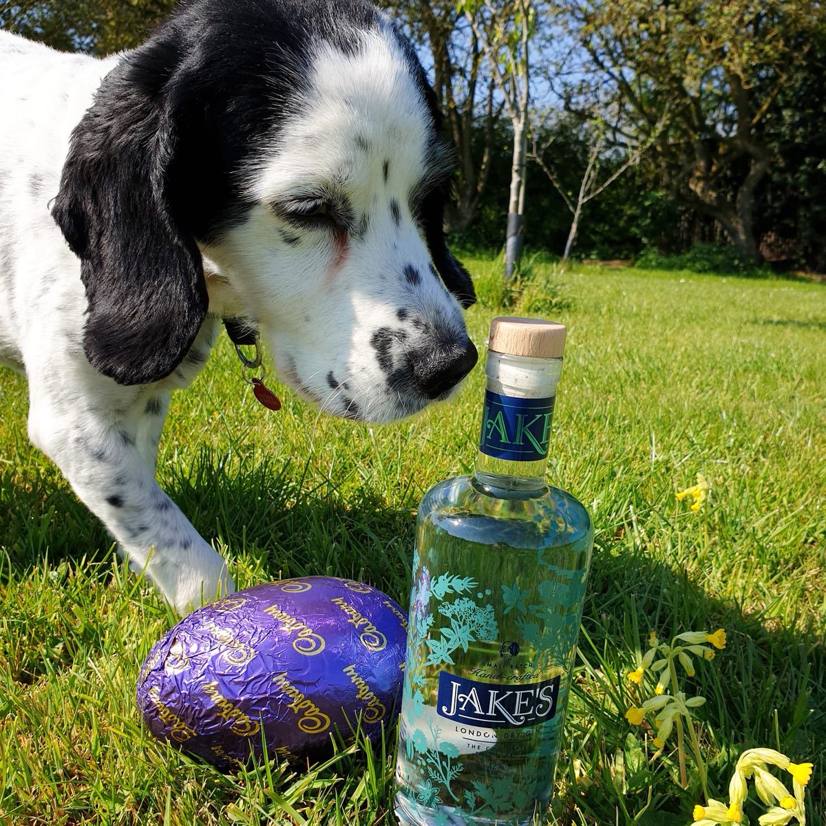 Jakes_Gin's tweet photo. The agony of choice??😫 Chocolate or Gin? or both? 🤣HAPPY EASTER!! 😘🍸🐥🎁♥️🌞🌻🥚 #gin #easter #tonic #drinkme #drink #gift #happy #today #holiday #love #life #londondrygin #full #lemon #cambridge #dog #spaniel #jake #sunday https://t.co/xNJ2KatLf5