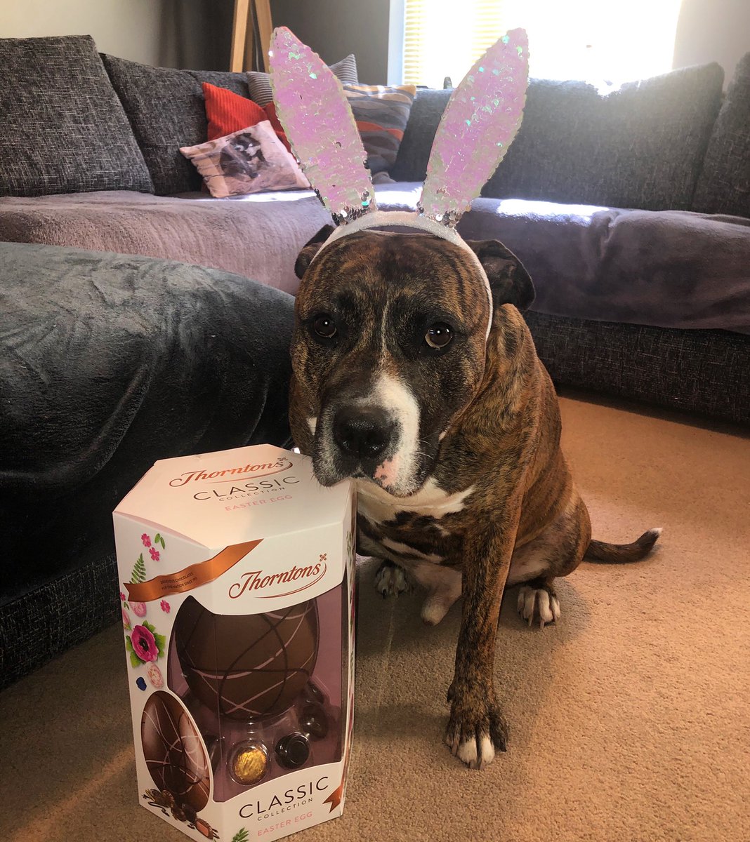 Happy Easter 🐣🐾
#staffy #staffielove #staffysunday #EasterWeekend2019